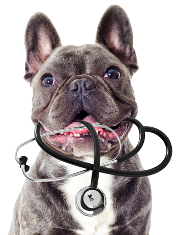 Dog with stethoscope