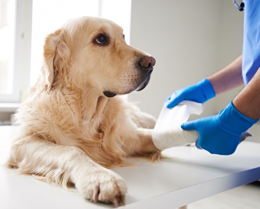 Dog having their leg bandaged